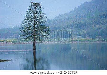 flooded lonely tree landscape at springtime. smooth water