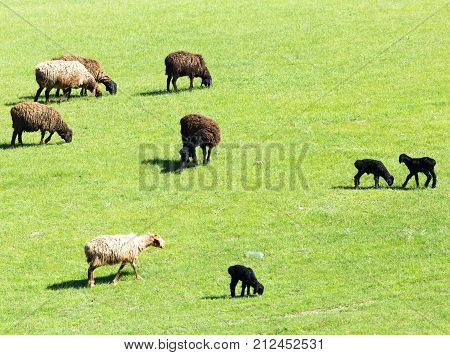 sheep in the pasture on the nature .