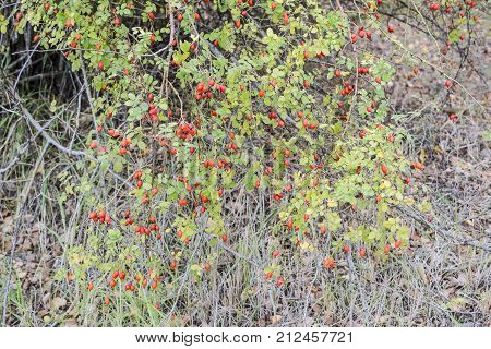 Hips Bush With Ripe Berries. Berries Of A Dogrose On A Bush. Fruits Of Wild Roses. Thorny Dogrose. R