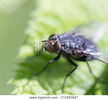 fly in nature. macro . In the park in nature