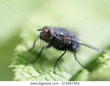 fly in nature. macro . In the park in nature