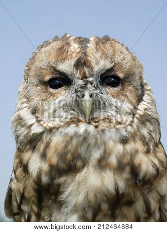 CLOSE UP OF TWANY OWL AGAINST BLUE SKY