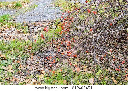 Hips Bush With Ripe Berries. Berries Of A Dogrose On A Bush. Fruits Of Wild Roses. Thorny Dogrose. R