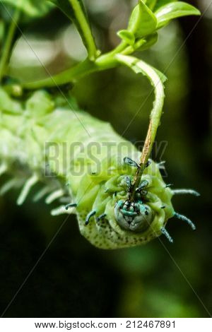 A green caterpillar during eating green leaves