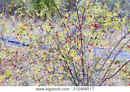 Hips Bush With Ripe Berries. Berries Of A Dogrose On A Bush. Fruits Of Wild Roses. Thorny Dogrose. R