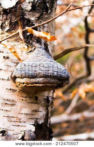 naturally grown tree fungus in an autumnally forest