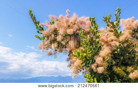 beautiful fluffy pink blossoms on a shrub