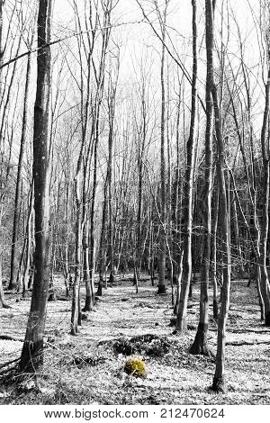 green moss growing in a black and white forest
