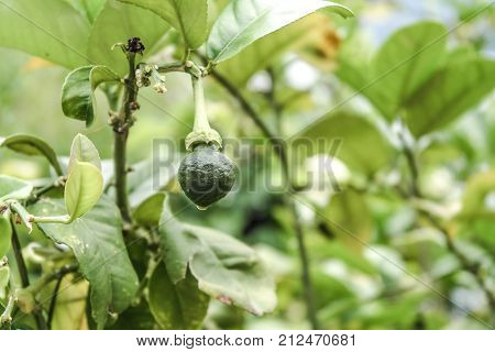 young and fresh small green lemon growing