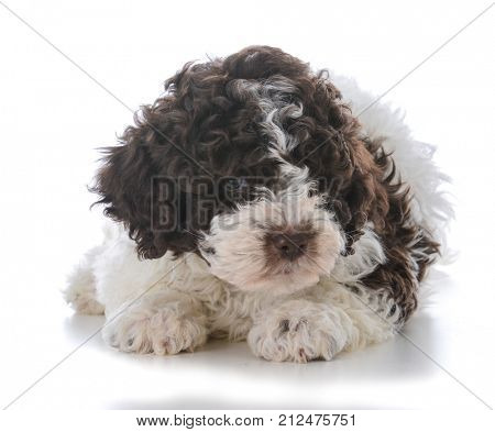 lagatto romagnolo puppy laying down on white background