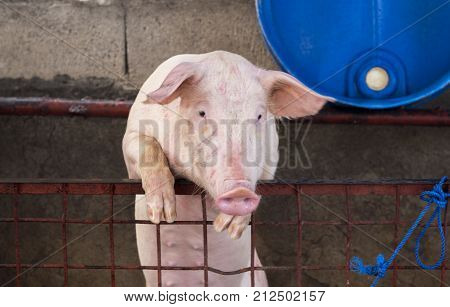 Cute pig climbs to paddock fence. Domestic animal portrait. Pink piglet looking in camera. Rural farm scene. Young pig growing in countryside. Farm animal in corral. Boar in yard. Playful piglet