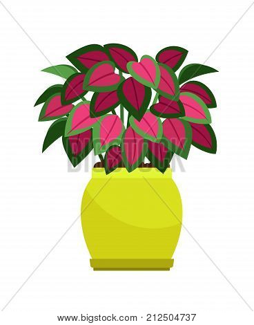 Coleus house plant in flower pot, vector icon on white background