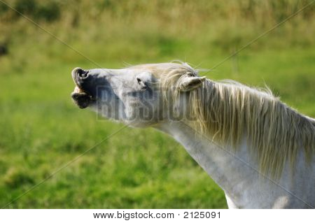 Lustiges Pferd