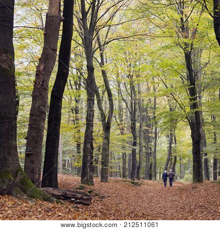 elderly couple walks in autumnal beech forest in the netherlands on utrechtse heuvelrug