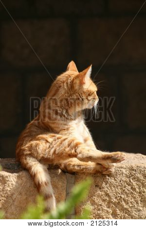 Red-Haired Cat