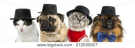 Group of cats and dogs wearing a black hat