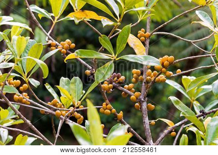 Closeup ripe orange berry fruit with seeds of resin cheesewood, also called petroleum nut at Mt. Kinabalu national park, Sabah Malaysia, Asia (Pittosporum resiniferum)