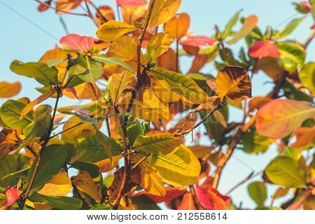 Red, Green Orange Autumn Leaves Background. Tropical leaves background. Bali island.