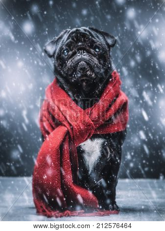 Cute sad pug puppy dog sitting on the ground, wearing red scarf, snowflakes falling around him.