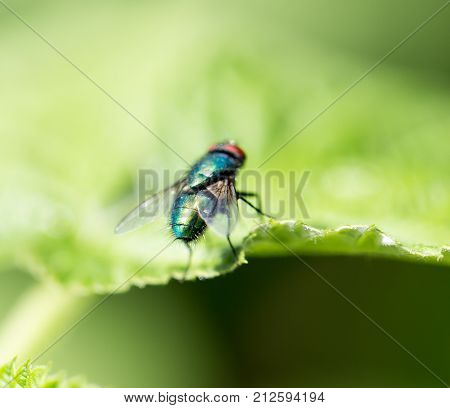 fly in nature. macro . In the park in nature