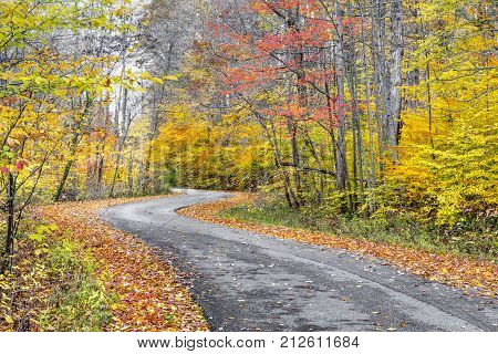 A blacktop road winds through a forest painted in late autumn colors..