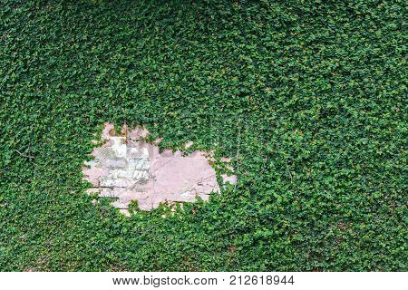 Pink wall almost completely overtaken by vibrant green foliage in Cali Colombia
