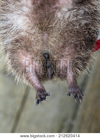 The Genitalia Of An Adult Female European Hedgehog, Erinaceus Europaeus