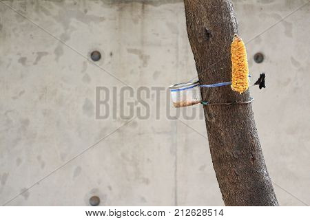 Corn on the bait on the tree