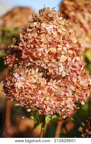 Beautiful volours of autumn, withered flower heads