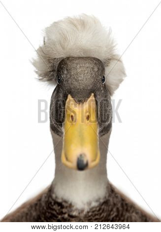 Close-up of a Male Crested Duck, lophonetta specularioides, looking at camera, isolated on white