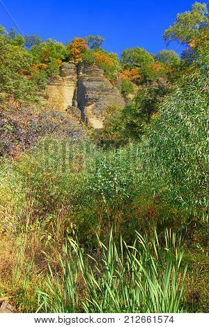 Cattails in a wetland beneath bluffs of the Shawnee National Forest in southern Illinois