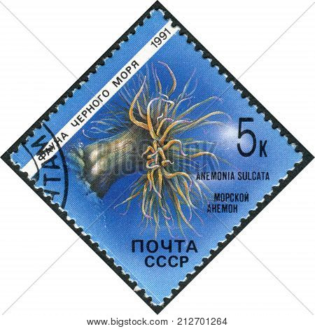 USSR - CIRCA 1991: Postage stamp printed in USSR shows the fauna of the Black Sea Anemone (Anemonia sulcata) circa 1991