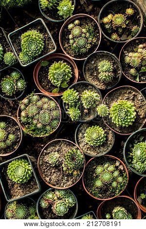 Group of various succulents in pots. Garden market top view