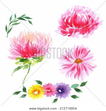 Wildflower aster flower in a watercolor style isolated. Full name of the plant: aster. Aquarelle wild flower for background, texture, wrapper pattern, frame or border.