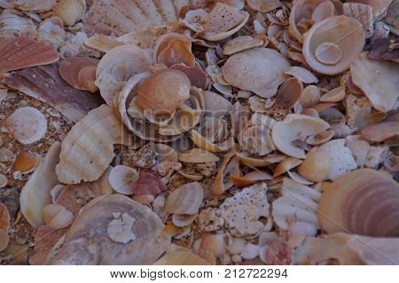 Shells. Shooting outside, daylight, without character. A shell is an aquatic animal (generally marine), which belongs to the group of mollusks, and from which the body is protected by a very visible shell.
