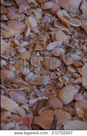 Shells. Shooting outside, daylight, without character. A shell is an aquatic animal (generally marine), which belongs to the group of mollusks, and from which the body is protected by a very visible shell.