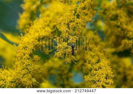 An ant climbs bright yellow flowering weeds in an empty lot in Ayase Japan