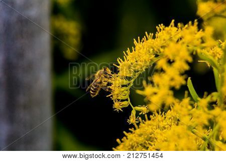 A honey bee gathers pollen on bright yellow flowering weeds in an empty lot in Ayase Japan