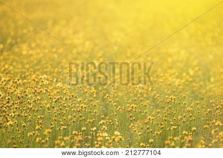 Spring background with beautiful yellow flowersBeautiful yellow flowers on sunlight background.