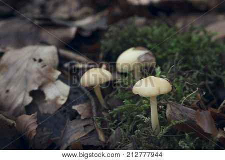 The Irati forest is located near the Pyrenees in the community of Navarre, north of Spain