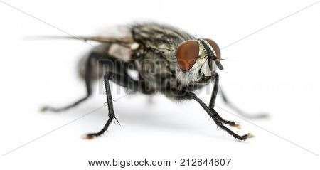 Flesh fly, Sarcophagidae, isolated on white