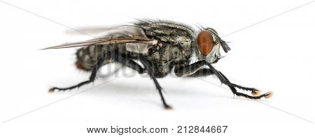 Side view of a Flesh fly, Sarcophagidae, isolated on white