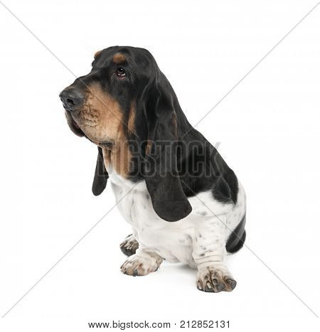 Bassett Hound, 10 months old, sitting in front of white background, studio shot