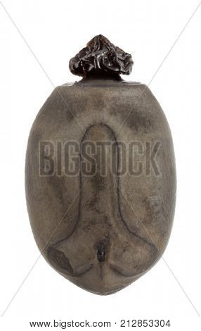 Egg of Pharnacia ponderosa, stick insects, phasmatodea