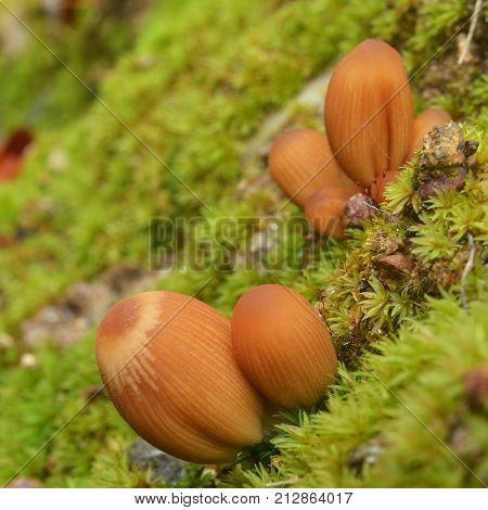 young Coprinellus bisporus mushrooms in the forest