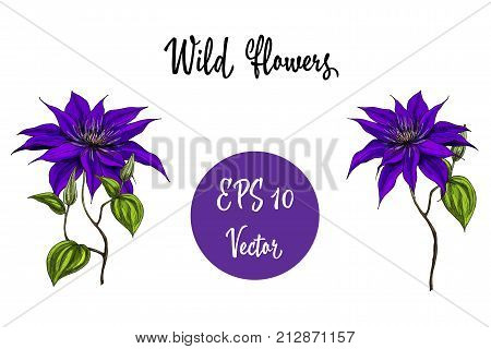 Vector illustration with wild flowers collection isolated on white background