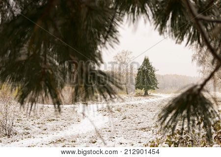 Beautiful fir through snowy fir tree branches. Autumn or winter landscape