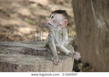 Macaco dalla coda lunga