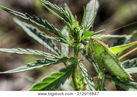 Macrophotography grasshopper, locusts in the grass macro green background