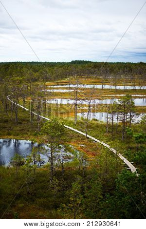 Wooden Boardwalk Through Forest And Swamp - Viru Raba In Estonian National Park Lahemaa